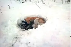 雪堆里发现1只土狗，用身体保护着6只小奶狗，走近后忍不住心疼图片