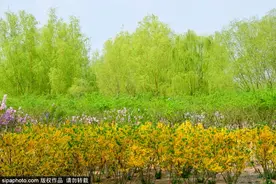 北京春游好去处！绝美花海、湖光山色、高颜值公园！图片