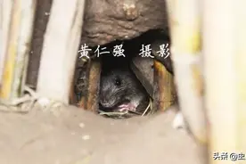 飞檐走壁的老鼠图片