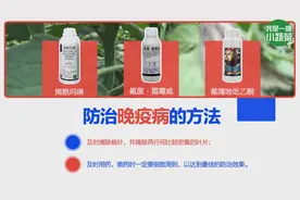 刘老师带你认识：番茄晚疫病图片