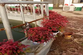 火焰南天竹盆栽还不会修剪？掌握这几个办法，叶子蹭蹭往上冒图片