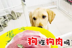 当汪星人面前的食物是狗肉，嗅觉十分发达的它们，会吃下去吗？视频封面