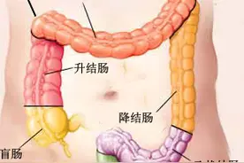 大肠是什么？图片