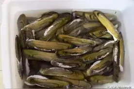阜阳市人工繁育橄榄蛏蚌关键技术已突破，今年将人工繁育20多万只蚬子！经一年左右养殖，体长可达10厘米以上图片