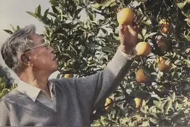 《褚时健传》人有时并不了解自己，到了特定环境，性格才显现出来图片