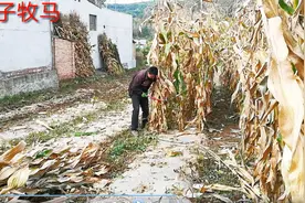 一个农村人年轻人剁玉米杆，方法简单效率高，一天能剁多少亩