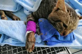 3只流浪猫被高处丢下，全部惨死，居民纷纷谴责图片