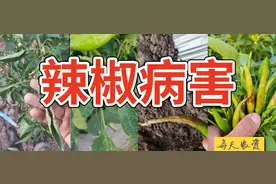 辣椒生长重要时期，这3大病害要严防图片