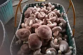 选香菇不是越大越好，教你“3选3不选”，个个优质，口感好味道香图片