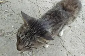猛咬自己的孩子，既狠毒又聪明乖巧的大麻猫图片