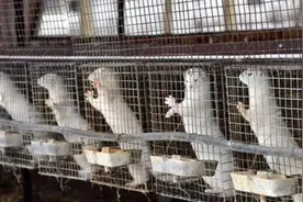 多地发生宠物被人传染新冠病毒事件 猫：别吸了，求放过图片