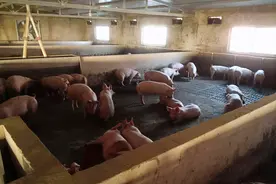 沁源：全封闭自动化养猪场建设项目投入使用图片