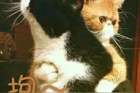 小猫咪半夜惊醒哭泣，背后的原因令人心疼图片