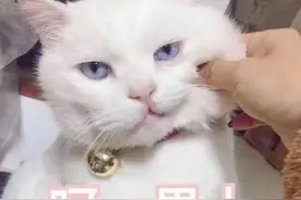 猫妈一不小心生多了，一脸绝望！猫：都怪那个负心汉！图片