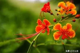 每日一花（凤凰花）图片