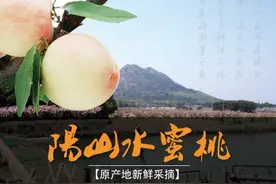 阳山水蜜桃的“前尘往事”图片
