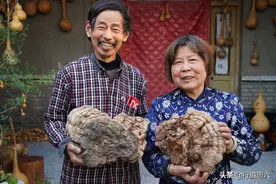 农民大叔捡到的奇形野生大灵芝，5万元不卖，看啥样图片