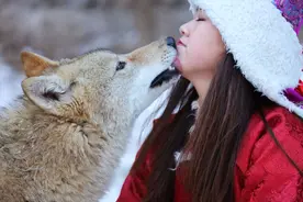 内蒙赤峰1藏獒从小生活狼群！如今，成“老大”后报恩落魄老狼王图片