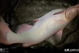 它和鲶鱼大同小异却让人情有独钟—浅谈长江鮰鱼钓法选择图片