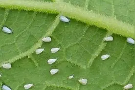 白醋怎么消灭白粉虱图片