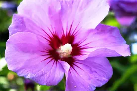 路边捡的花枝，插土里就能活，别再花钱买了图片