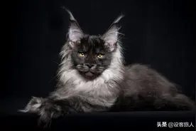 世界上最昂贵的29种猫图片