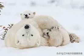 熊出没，请注意图片