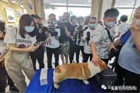 @全市养犬人！深圳将全面启动犬只芯片植入工作图片