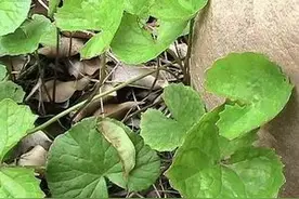 “崩大碗”广东凉茶的其中一种，生津止渴，可以煲靓汤图片