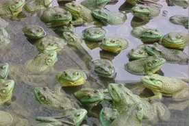 广东发现“巨型蜗牛”入侵，在中国没有天敌，却成非洲人的美食图片