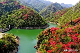 周末去哪玩？安徽金寨杜鹃岭上映山红红啦！图片
