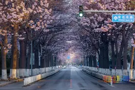 官宣！北京春游赏花，桐花看过吗？去这3个地方寻回儿时的记忆！图片