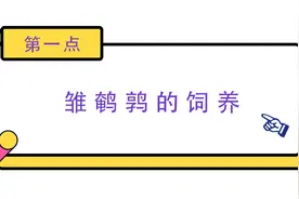 2020年鹌鹑的高效饲养技术图片