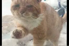 被冻坏的流浪橘猫，用爪子敲打着窗户，它的神情看起来太悲伤了图片