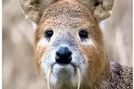 现今存在世界的七大奇兽，地球珍贵的梦幻生物，需要我们的保护图片