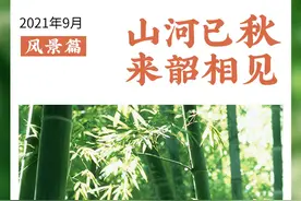 竹之风骨 林之雅意丨来韶关，赏一片竹林图片