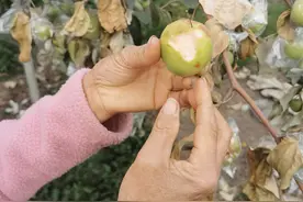 伤！一夜霜冻起，青枣番石榴等蔬果熟成前受损严重图片