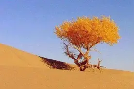 一首拙诗，一个杰出朗诵——吴春来朗诵拙诗《荒原中的舞者》前后图片