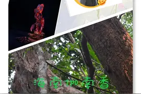 现在大部分的伽南香料并不是论克买卖图片