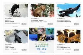 五一假期，带孩子远离动物表演，它们的每一步都是血泪！图片