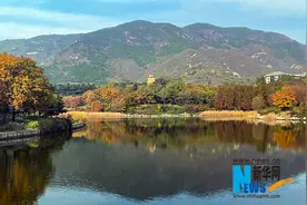 秋意浓 北京植物园部分彩叶树种进入最佳观赏期图片