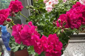 阳台还有位置？养棵天竺葵“霓虹灯”吧，漂亮似玫瑰，多季能赏花图片