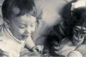 那只从小被人类抚养的猩猩，误以为自己是人类，后来怎么样了？图片
