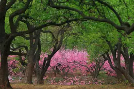“花果＋文艺”完美CP！广汉松林，从小山村到旅游网红打卡地图片