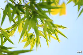 国医大师李佃贵治胃病的5个经验方图片