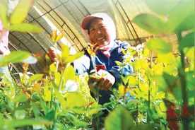 县域经济动能转换再升级图片