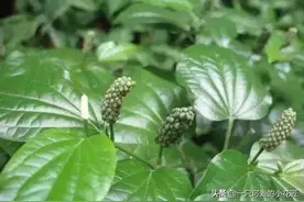 农村常见的蛤蒌叶（假蒌叶），是广东炒田螺必备调料，香味独特图片