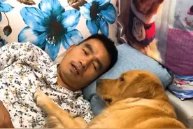 男子躺沙发上逗金毛，说：不老实吃饭就炖了你，下一秒就后悔了图片