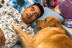 男子躺沙发上逗金毛，说：不老实吃饭就炖了你，下一秒就后悔了图片