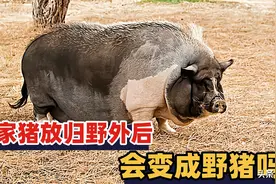 家猪在野外一年后，会发生怎样的变化，是否会变成野猪？图片
